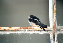 oiseau bless&eacute;