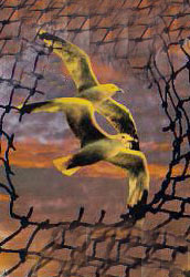 d&eacute;chirer le filet